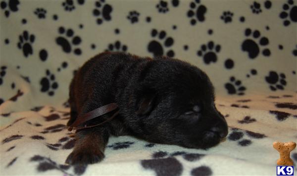 German Shepherd Puppies